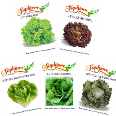 Easy to Grow 5 Lettuce Seeds Combo| Seeds for Home Garden| Lettuce Grand Rapid, Red (Lollo Rosso), Butter Head, Iceberg, Romaine| 1000+ Seeds| Best Gift for Gardeners (Seeds Combo Pack)